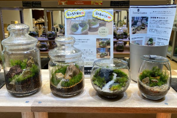 幕張新都心】ガラス瓶で作る苔のテラリウム（90分）｜アソビュー！