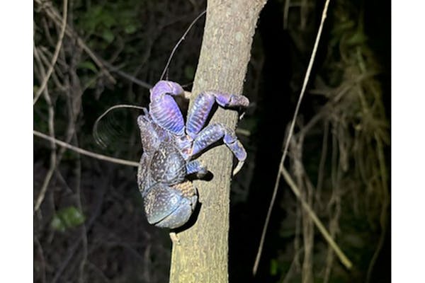 ☆お子様連れの方必見☆6歳以下無料！！】宮古島の夜を楽しむ満点の