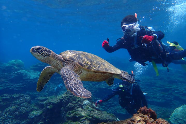 クラウンダイバース