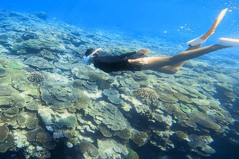 【沖縄・本部町・スキンダイビング】『一組限定』地元んちゅガイドのんびりスキンダイビングツアー（無料動画&写真付き）