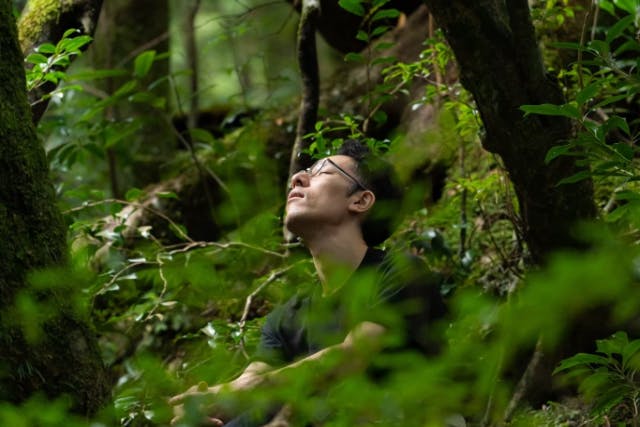 【屋久島・トレッキング】森林浴ガイドが案内する・静寂の森で過ごす、贅沢なプライベートツアー（写真付き）
