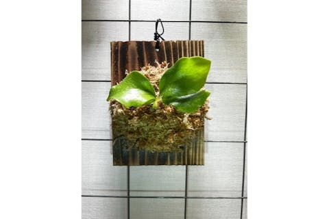 【東京・浅草吾妻橋・グリーンインテリア】人気沸騰中！壁に掛かる不思議な植物！？ビカクシダの板付け体験教室