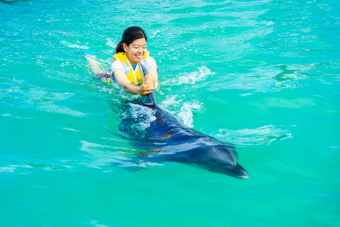 沖縄県・本部町・ドルフィンスイム】イルカとあそんで泳げる感動体験