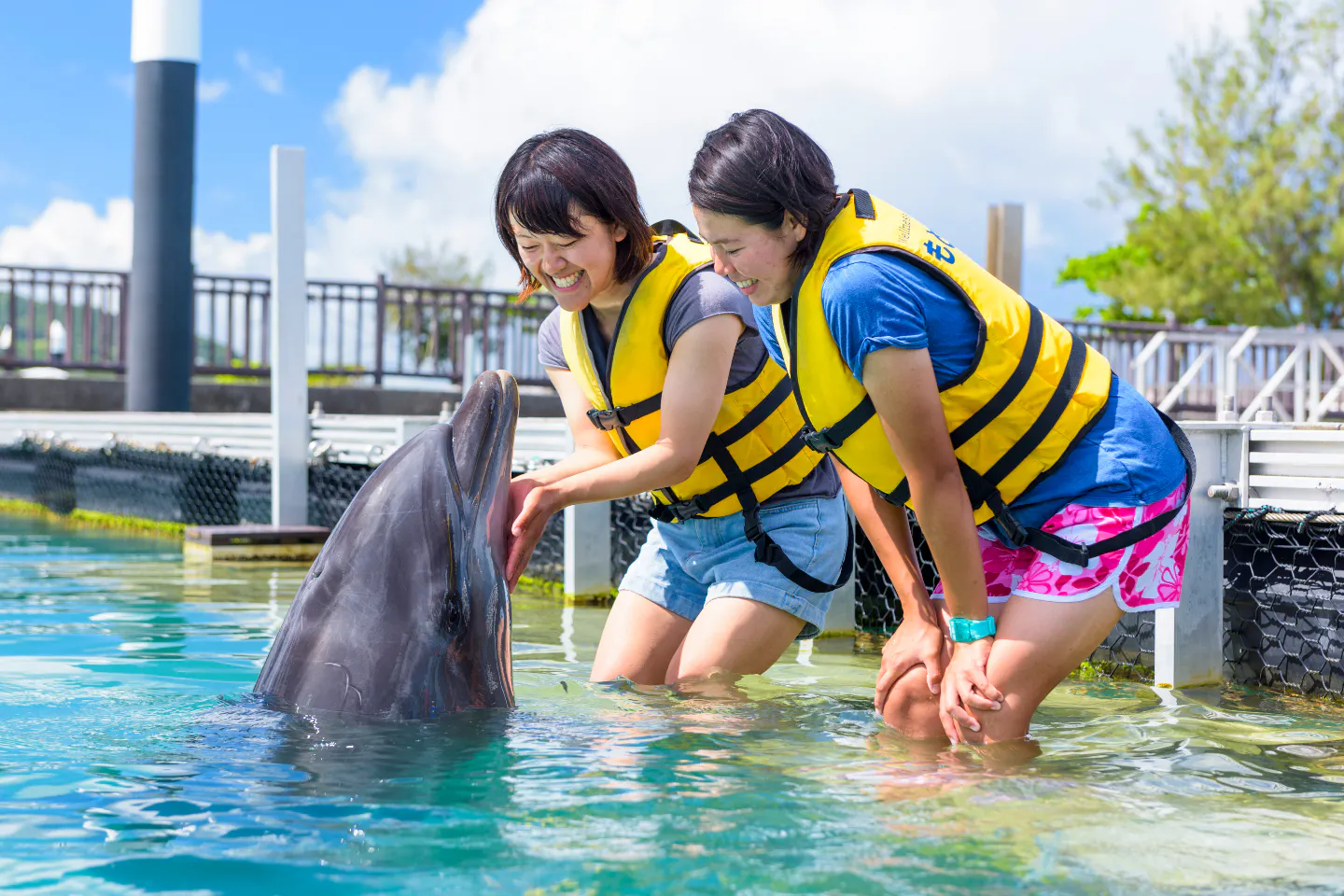 沖縄県・本部町・ドルフィンスイム】イルカとあそんで泳げる感動体験 