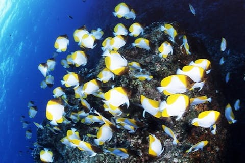 【奄美大島・ファンダイビング】奄美の青い海を身体で感じよう！感動のファンダイビング体験