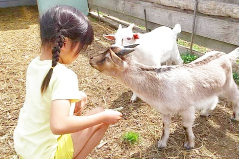 【埼玉・秩父・自然体験】大自然の中、手ぶらで味わう本格農園BBQと自然体験！家族で楽しむ週末の冒険！