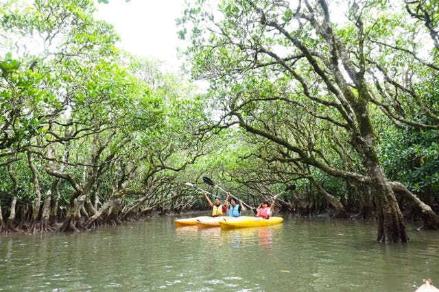 【鹿児島・奄美・自然体験】マングローブカヌーと森と滝のツアー
