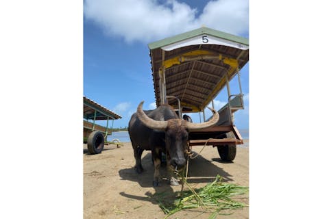 【西表島】マングローブカヤックorジャングルトレッキング&水牛車で回る♪由布島観光コース（1日）