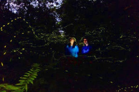 【沖縄・西表島・自然体験】幻のような一瞬！ヤエヤマボタル観察ツアー（西表島ヤエヤマホタルの夕べと春の星空）