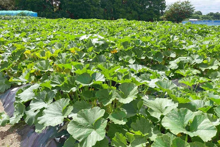 くまとりこもれび菜園