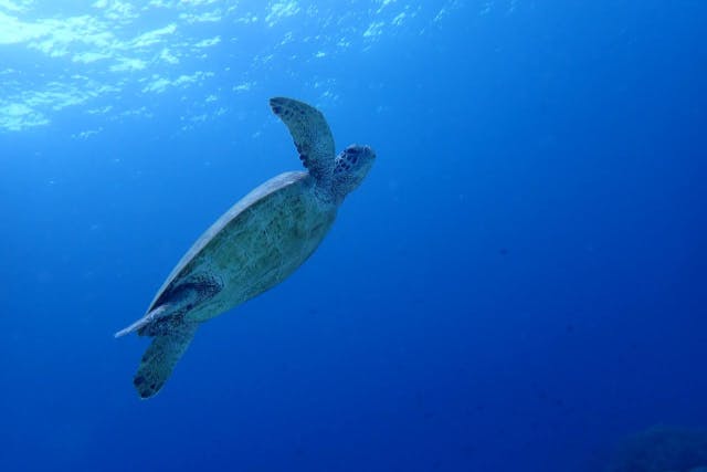 セブ島】ジンベエザメ＆ モアルボアル (イワシの大群＆ウミガメ