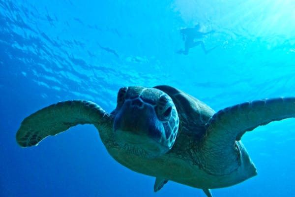 ANA誌掲載☆大接近‼︎99.99%圧倒的ウミガメ遭遇率！【2歳〜85歳