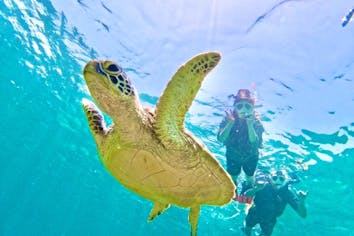 ANA誌掲載☆大接近‼︎99.99%圧倒的ウミガメ遭遇率！【2歳〜85歳