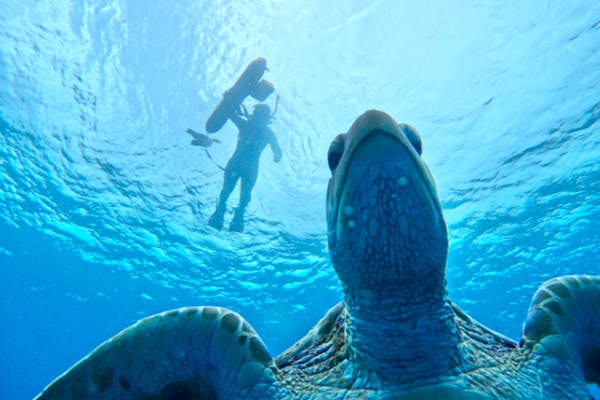 ANA誌掲載☆大接近‼︎99.99%圧倒的ウミガメ遭遇率！【2歳〜85歳