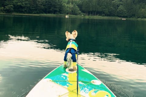 【三重県・津・三杉町】君ヶ野ダム　わんことSUP！ 愛犬と一緒にSUP体験！自然の中で家族と愛犬と特別な時間を。