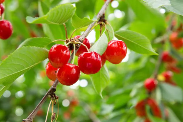 【山形・天童・さくらんぼ狩り】さくらんぼ狩り30分食べ放題！<雨天OK>