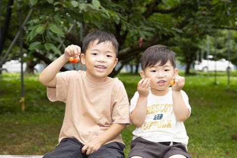【山形・天童・さくらんぼ狩り】さくらんぼ狩り30分食べ放題！<雨天OK>