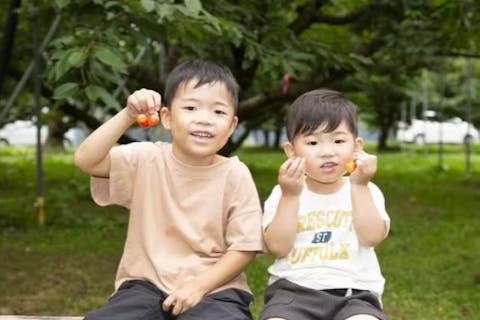 【山形・天童・さくらんぼ狩り】さくらんぼ狩り60分食べ放題！＜雨天OK＞