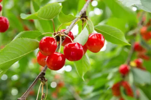 【山形・天童・さくらんぼ狩り】さくらんぼ狩り60分食べ放題！＜雨天OK＞