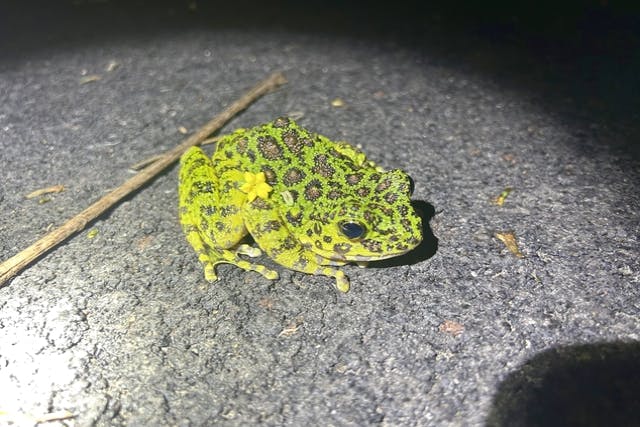 【鹿児島・奄美大島南部】アマミノクロウサギや島の野生生物を探しに行こう！ナイトツアー