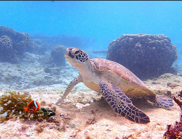 シュノーケリング・SUP専門店【糸満マリンセンター】