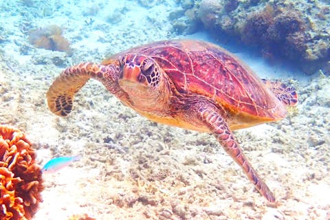 【沖縄・那覇・糸満近辺・天然水族感・ビーチシュノーケリング】☆おかげさまで選ばれて10周年☆きっと好きになる天然の水族館へ☆泳げない方もOK☆送迎可☆