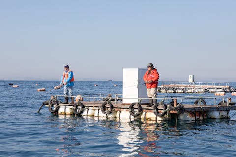 【千葉・南房総・釣り】千葉県唯一、大物狙い？洋上イカダ釣り