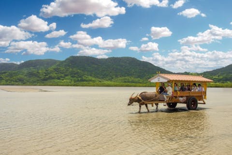 【八重山離島めぐり】西表島・由布島・竹富島3島めぐり（竹富フリープラン） ～マングローブ遊覧、水牛車、昼食付き～