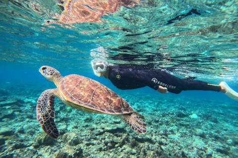 ＜奄美大島＞【当日予約OK！・シュノーケル・60分】ウミガメシュノーケリング★レビューで撮影データ無料プレゼント★