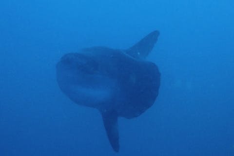 【静岡・熱海・ファンダイビング】Cカード取得者限定！熱海の海を堪能できる2ボートFunダイビングプラン