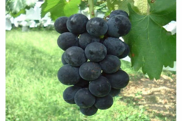 小松沢レジャー農園