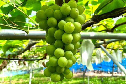 【埼玉・秩父・ぶどう狩り】旬のぶどうを食べてみよう！品種おまかせ・30分間食べ放題＜8月中旬～10月中旬＞