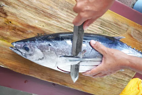 【高知県・須崎市・カツオのタタキ作り】漁師直伝！生カツオの捌き＆藁焼き体験☆絶景の浦ノ内湾で新鮮タタキを堪能♪