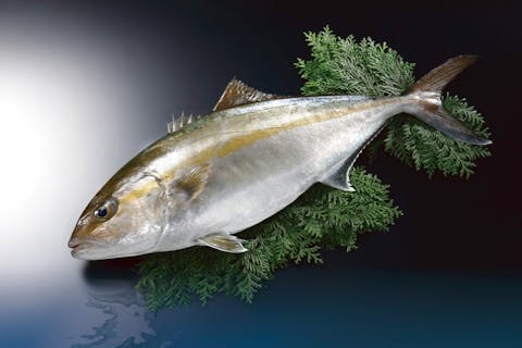 【高知県・須崎市・かんぱちの藁焼き体験】漁師さん直伝の技で獲れたての味わいを堪能☆全員参加型で楽しめる♪