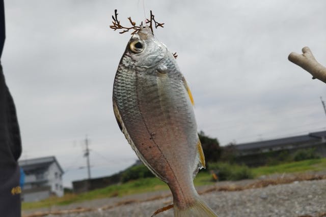【高知県・投げ釣り体験】海のまち「すさき」で手ぶらで楽しむ☆釣った魚も美味しく食べれます！