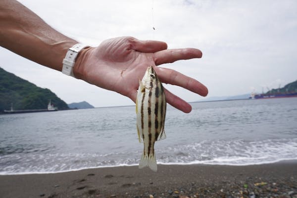 高知県・投げ釣り体験】海のまち「すさき」で手ぶらで楽しむ☆釣った魚