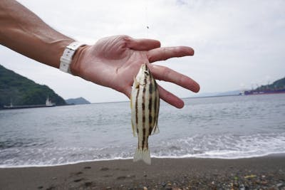 高知県・投げ釣り体験】海のまち「すさき」で手ぶらで楽しむ☆釣った魚