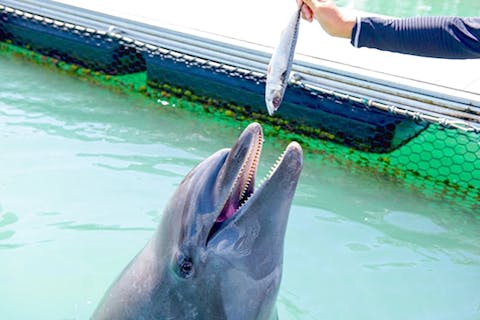 【沖縄・本部町・動物観察】★もぐもぐピクニック★5種類の動物（イルカ・ウミガメ・リクガメ・ウサギ・ヤギ）の食べ方の違いを観察してみよう！（40分）