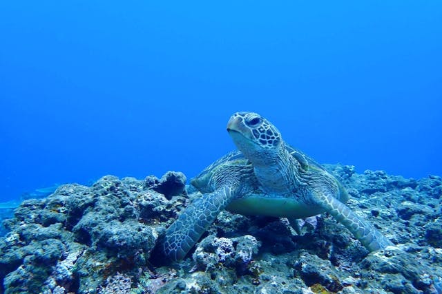 【沖縄・伊良部島・シュノーケリング】人気の青の洞窟へグラスボートで出発！ウミガメ遭遇ポイントでのシュノーケリング付き！宮古島の憧れポイントを詰め込んだ青の洞窟＆ウミガメシュノーケリングツアー