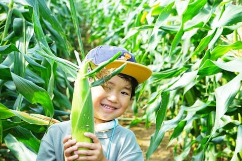 【神奈川・藤沢・収穫体験】夏の名物！とうもろこしもぎ取り体験　＜駐車場・直売所あり＞