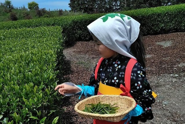 【静岡・富士宮・お茶摘み】櫻井製茶の富士山のぞむ「見晴らしの丘」はパワースポット！「sakuraiseichalivecamera」で富士山と新東名高速道路もチェックできます。