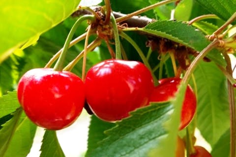 【秋田・大仙・果物狩り】旬の味比べ！さくらんぼ狩り30分食べ放題♪