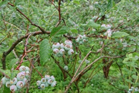 【秋田・大仙・果物狩り】ブルーベリー狩り40分食べ放題♪