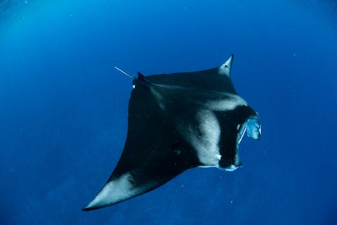 【沖縄・石垣島・ダイビング】石垣島ダイビング　ファンダイビング3Dives（Fan Diving Inbound Support）