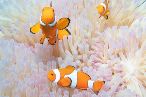 【沖縄・石垣島・ダイビング】ダイビングライセンス取得コース　PADI OPEN WATER DIVER　Course