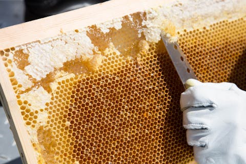 【福岡・糸島・採蜜体験】お土産付き！はちみつ採取体験