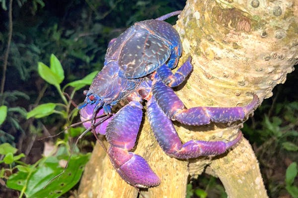 沖縄・宮古島】ジャングル&星空ナイトツアー！高確率でヤシガニ遭遇