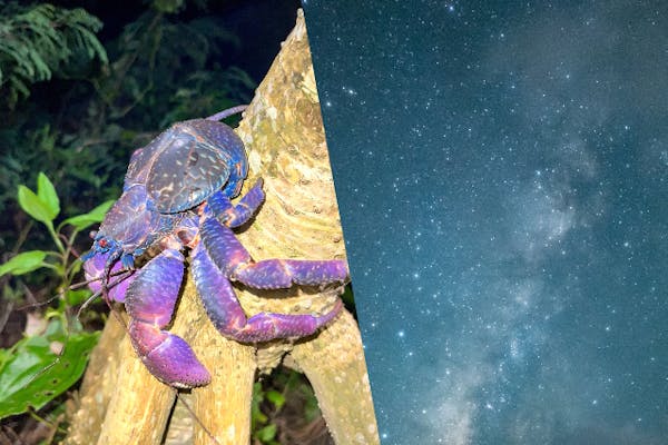 沖縄・宮古島】ジャングル&星空ナイトツアー！高確率でヤシガニ遭遇