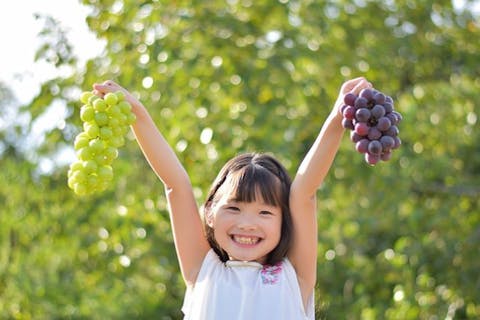 【神奈川・横浜・梨狩り＆シャインマスカット狩り】浜なし＆シャインマスカット収穫！2種の果物大満足・お得セットプラン