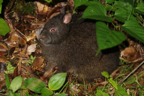 【鹿児島・奄美・ナイトツアー】あまみ de ナイト！奄美でしか出会えない生き物たちのナイトライフを観察しに行こう！